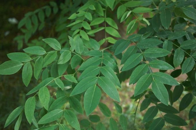 Japanskt pagodträd - Styphnolobium japonicum