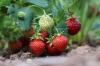 स्ट्रॉबेरी के पौधे काटना: स्ट्रॉबेरी का प्रचार और कायाकल्प कैसे करें