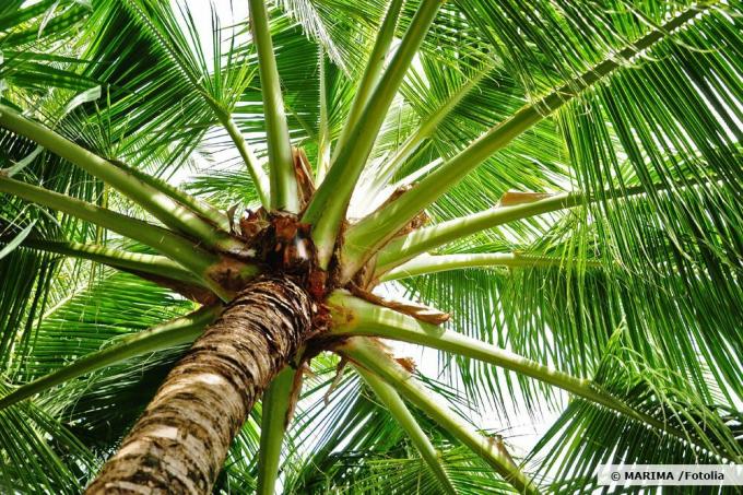 Kookospalm, Cocos nucifera