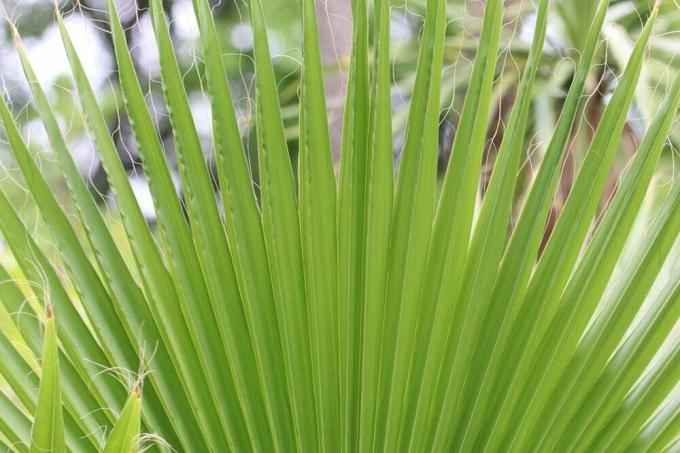 Washingtonská palma - Washington robusta