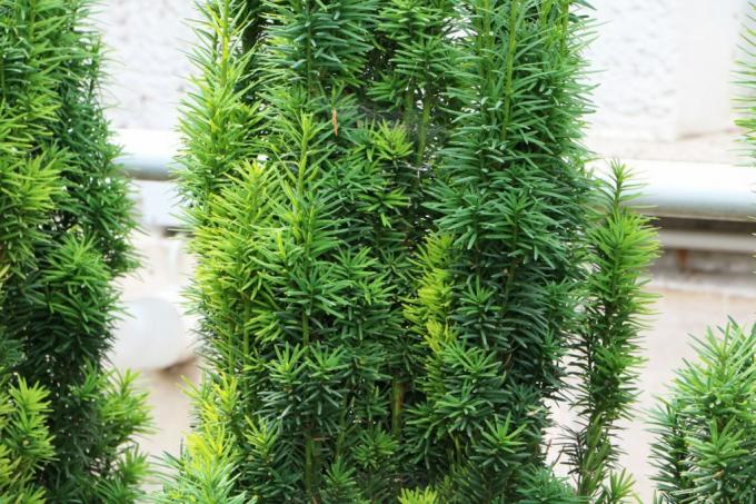 기둥 베니어 - Taxus baccata 'Fastigiata robusta'