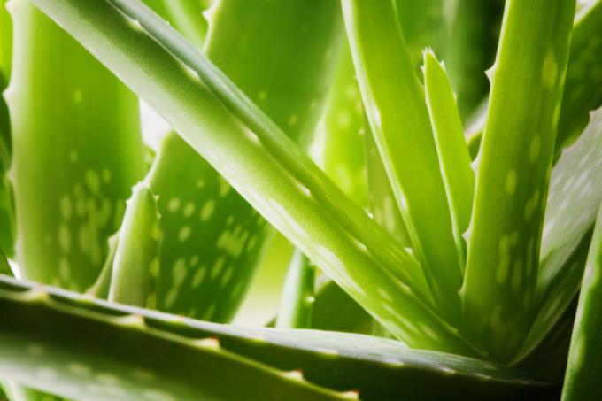 Aloe vera zararlıları