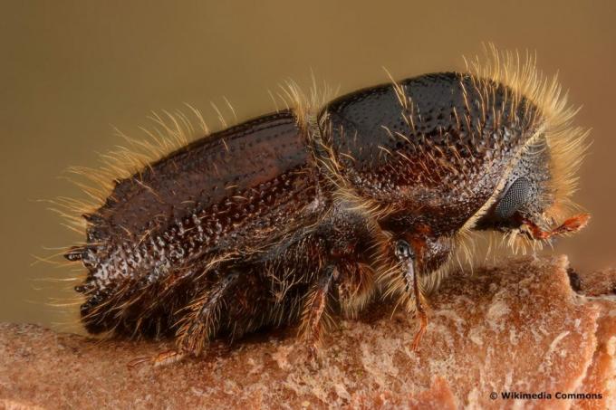 活版（Ips typographus）国産甲虫
