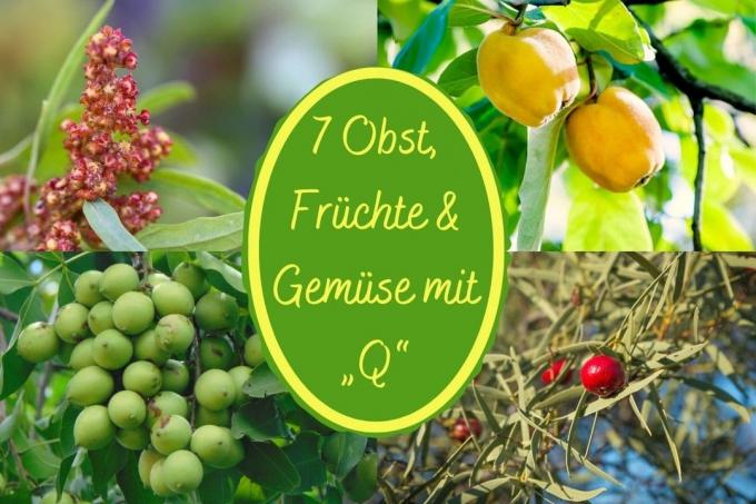 Frutas com título Q