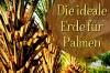 Palms: mikä maapallo on ihanteellinen?