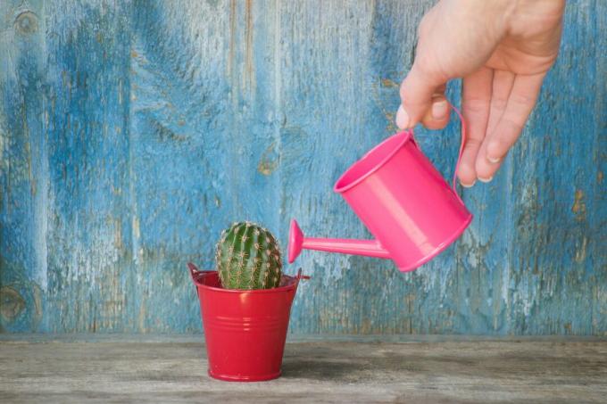 Sirami kaktus dengan kaleng penyiram merah muda