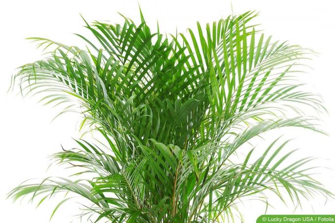 Areca Palm - Areca katechu