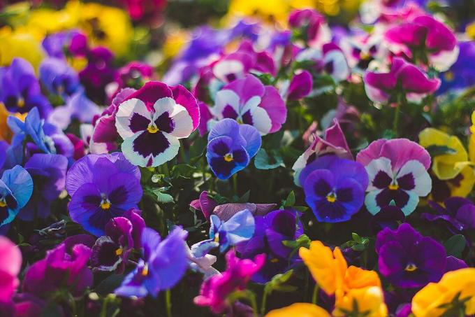 زهور البانسيز بألوان مختلفة