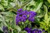 Vanilya çiçeği: bitki, bakım ve kışlama