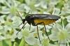 Lucha contra las moscas en la tierra para macetas: 7 remedios caseros para los mosquitos del hongo