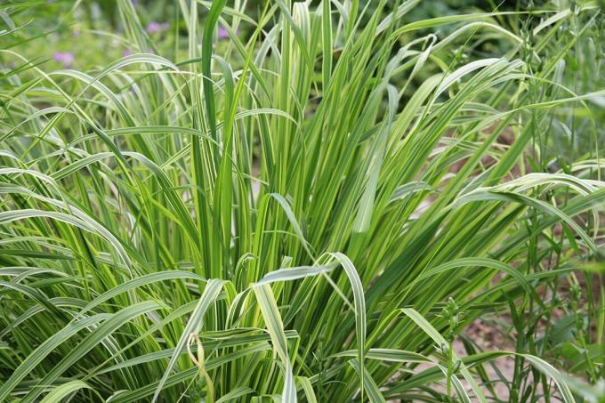 Pruhovaná slatinná tráva - Molinia caerulea