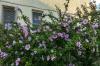 Hibiscus: Alle tips for den perfekte blomstringen