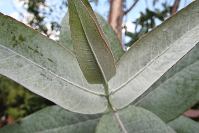 Голубой эвкалипт - Eucalyptus globolus