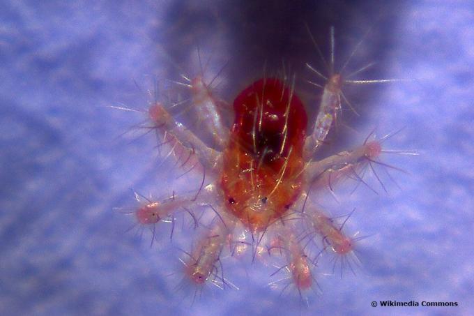 Fruit tree spider mite, Panonychus ulmi 