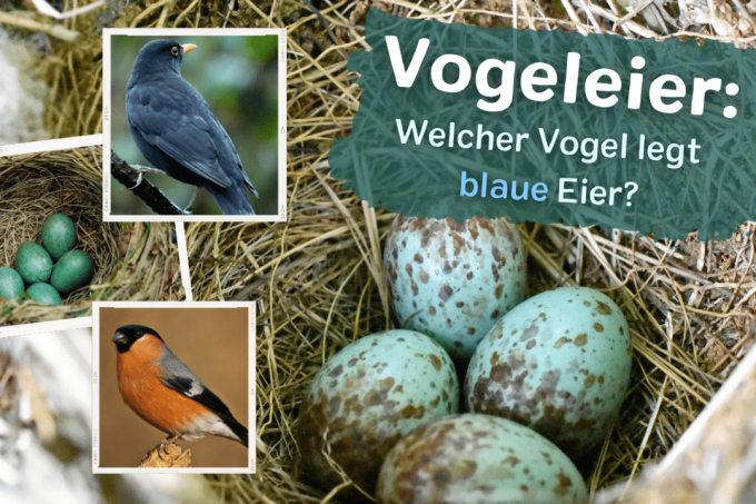 Immagine di copertina quale uccello depone le uova di uccello blu