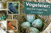 Αυγά πουλιών: ποιο πουλί γεννά μπλε αυγά;