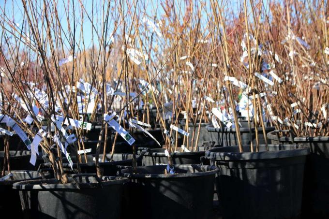 Giovani alberi da frutto in cesti di plastica