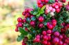 Merișor și lingonberry: diferențe