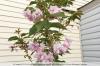 Chiodi di garofano ciliegia giapponese 'Kanzan', Prunus serrulata