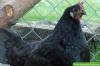 Redke pasme piščancev: 18 ogroženih vrst