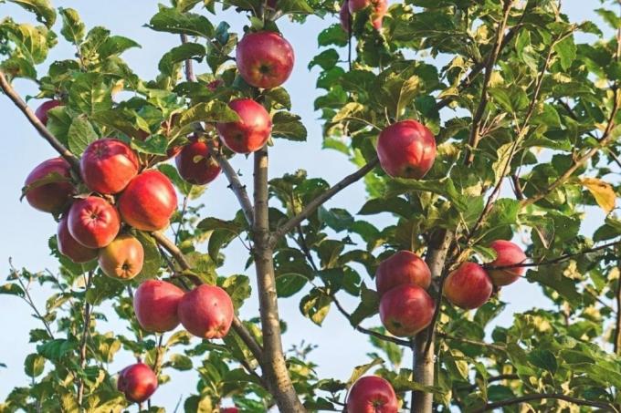 Ябълково дърво с червени ябълки