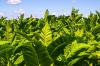 Tabaksplant: tips voor planten, verzorgen & overwinteren