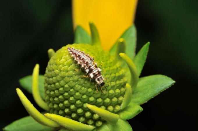 植物のクサカゲロウの幼虫