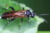 ต่อสู้กับ sawflies, Tenthredinidae อย่างถูกต้อง