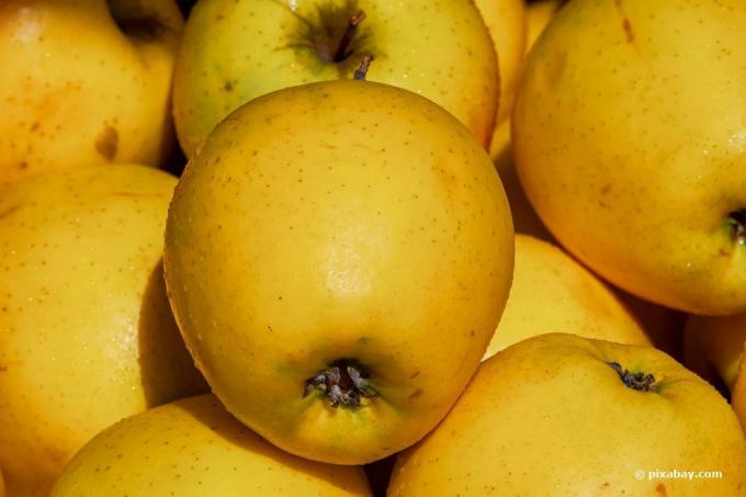 " Golden Delicious" obuolys