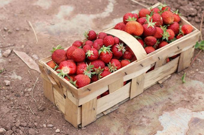 fraises cueillies dans un panier