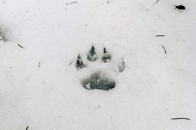 Ślady lisów na śniegu