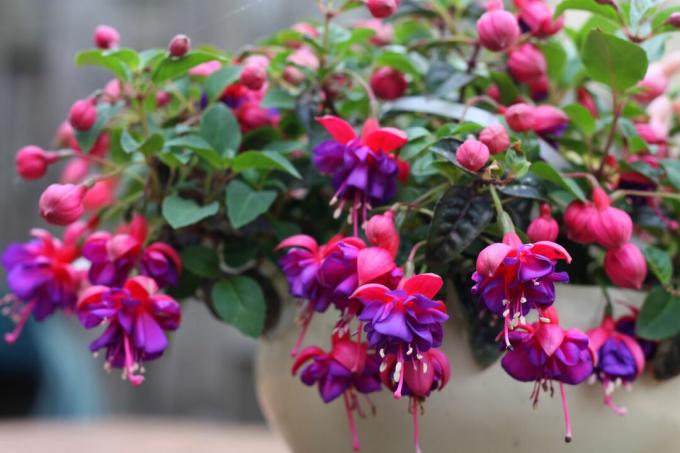 A fuchsia in a pot with pink-purple flowers