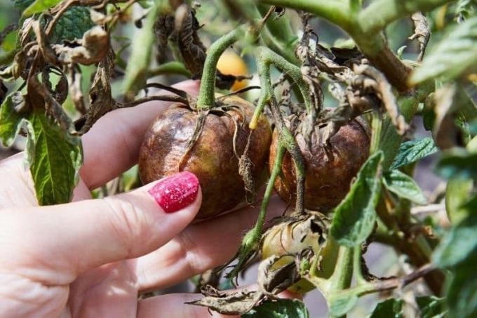 Brown rot on tomatoes