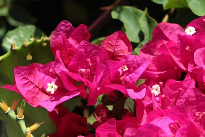 Triplet květina - popínavé rostliny na slunnou střešní terasu