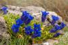 10-те най-красиви растения за алпинеума