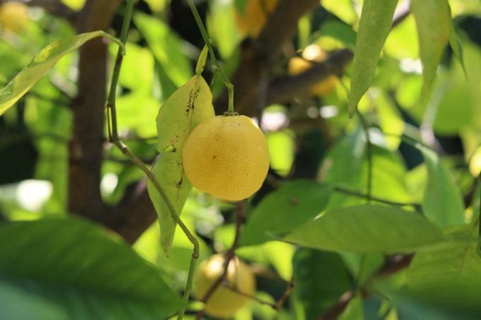 Sitruunapuu keltaisilla sitruunahedelmillä