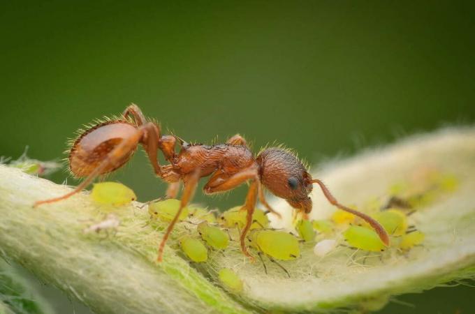 Karıncalar ve yaprak bitleri zararlıları simbiyozu