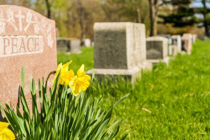 Il narciso giallo cresce su una tomba