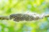 Oak processionary moth: Avoid rashes on humans and animals