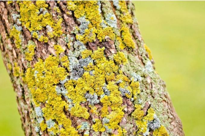 Tree lichen on tree trunk