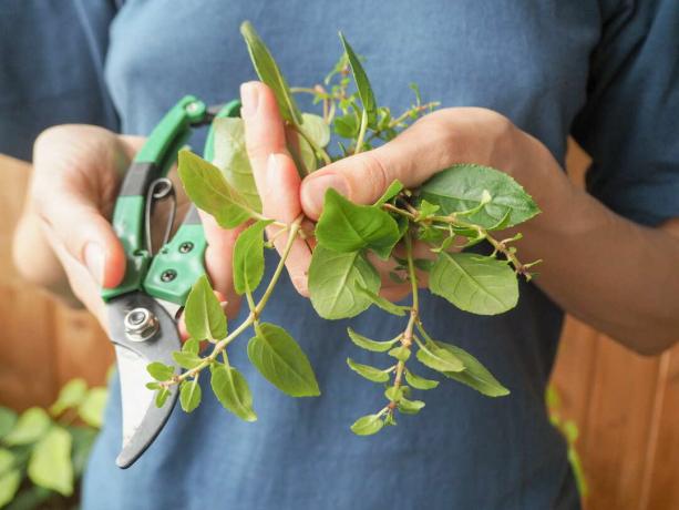 nupjauti žali augalai laikomi rankose