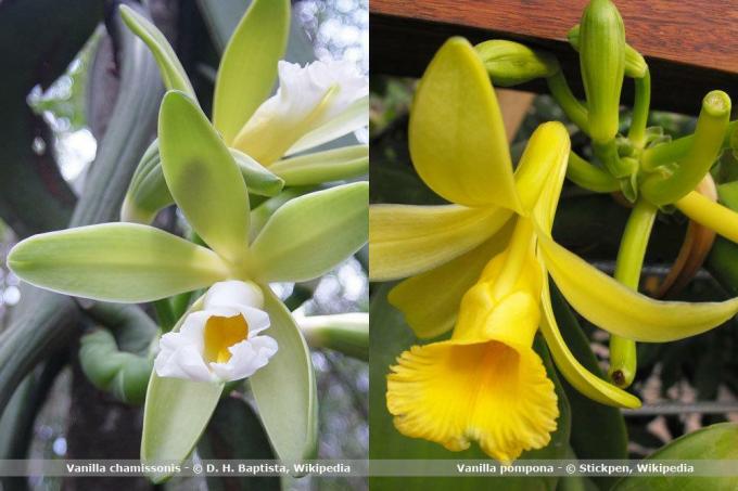 Estilo orquídea, vainilla