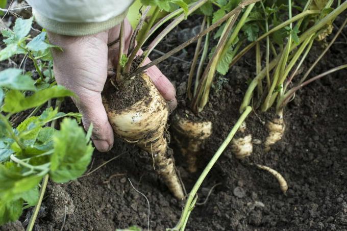 Parsnip root harvested by hand in the bed