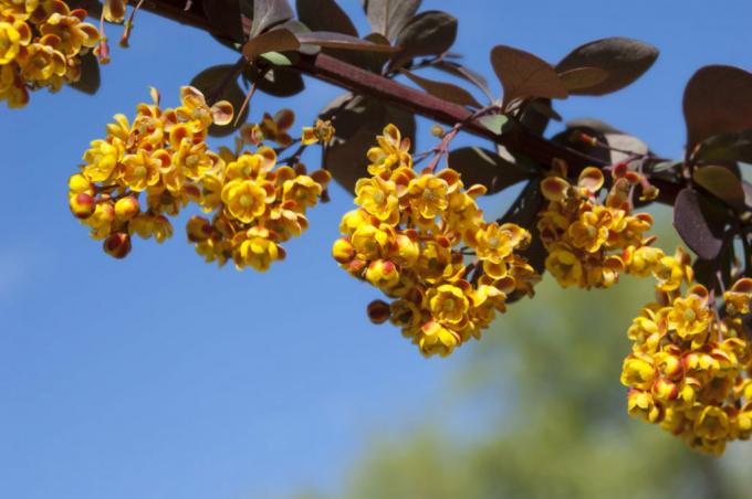 Κίτρινα λουλούδια της σούπερμπας barberry