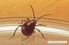 Små svarte insekter 1 mm lange: hvilken er det?