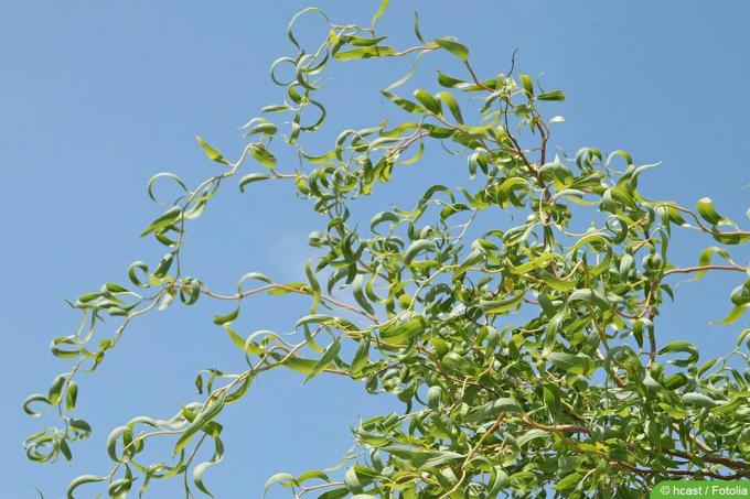 Kamščiatraukis gluosnis – Salix matsudana
