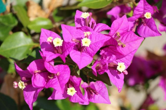Trojni cvet - Bougainvillea