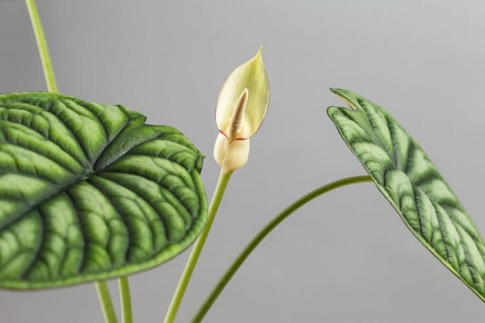 alocasia-flower-stinks