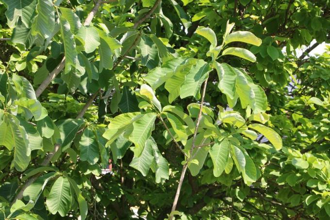 Magnoliabladeren krullen
