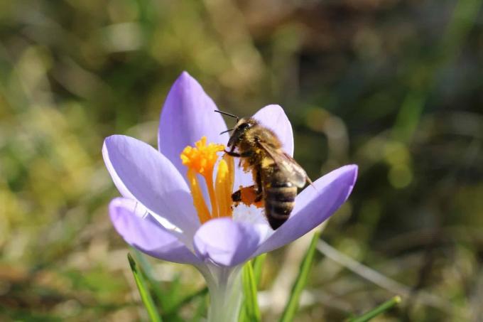 ミツバチに優しい早咲き、クロッカスのミツバチ